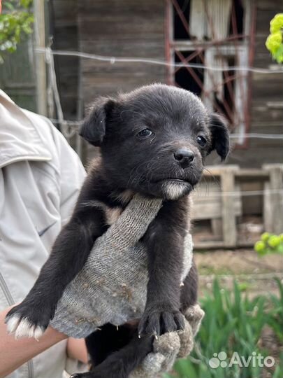 Щенки в добрые руки даром