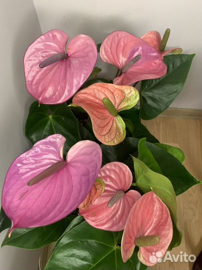 Комнатные цветы антуриум Кавалли
