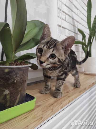 Бенгальский котёнок