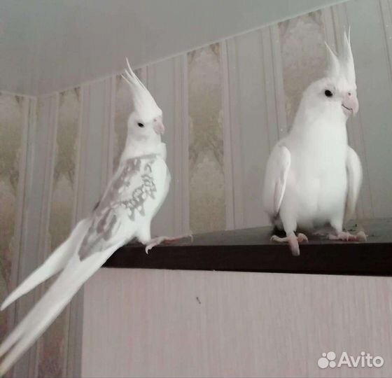 Кореллы безщекие