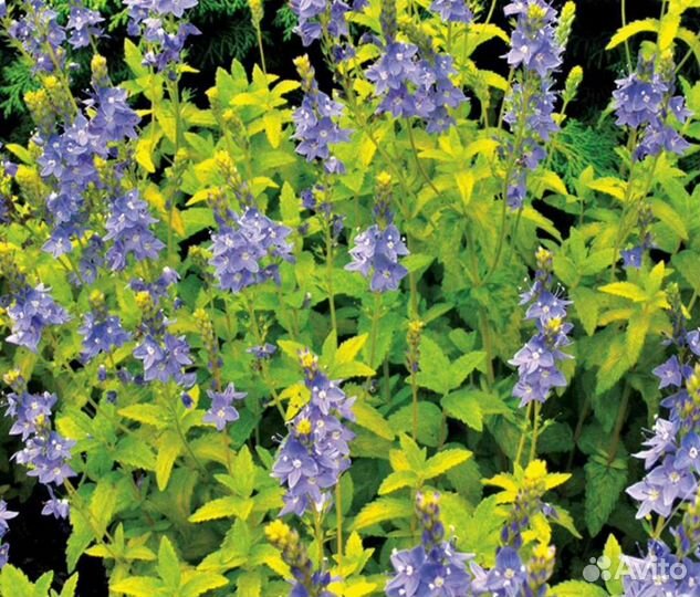 Вероника простертая Золото Ацтеков