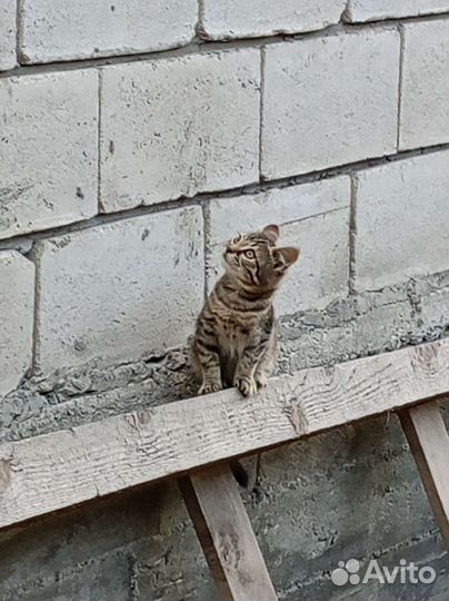 Котëнок в добрые руки