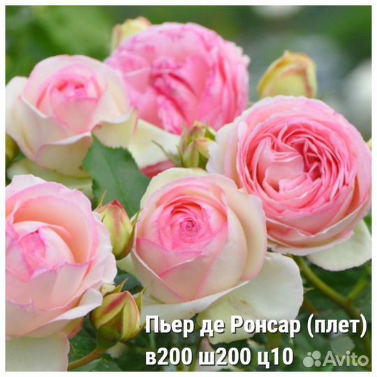 Розы плетистые