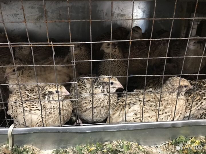 Яйцо перепелиное