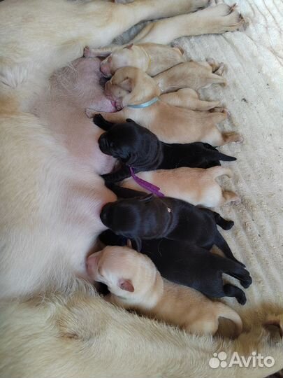 Щенки лабрадора