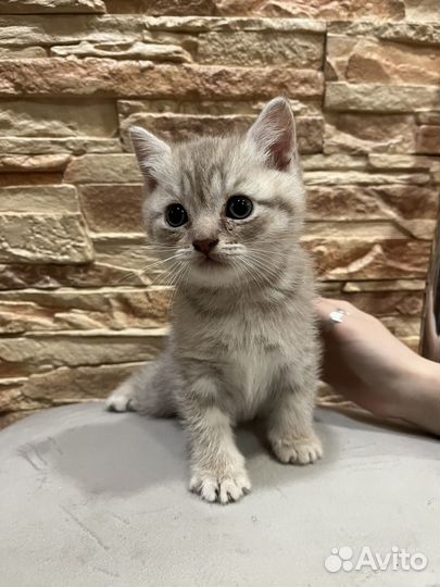Британские котята