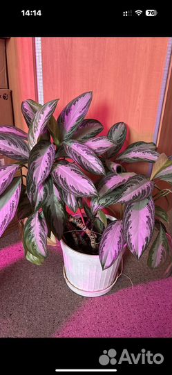 Комнатные растения цветы большие