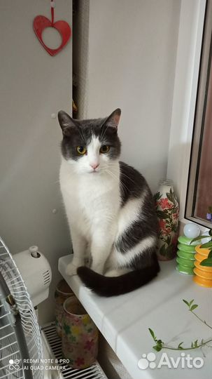 Кот в добрые руки