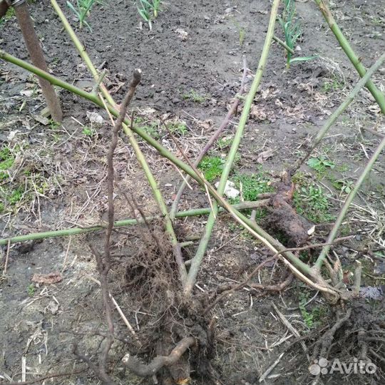 Саженцы ежевики сорт агавам