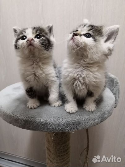 Кошка в дар бесплатно