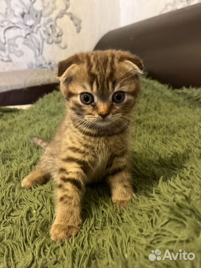 Британские котята