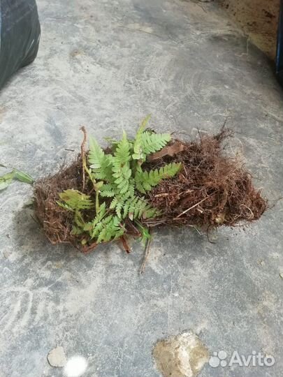 Растения для сада