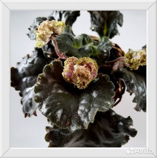 Сортовые фиалки цветущие