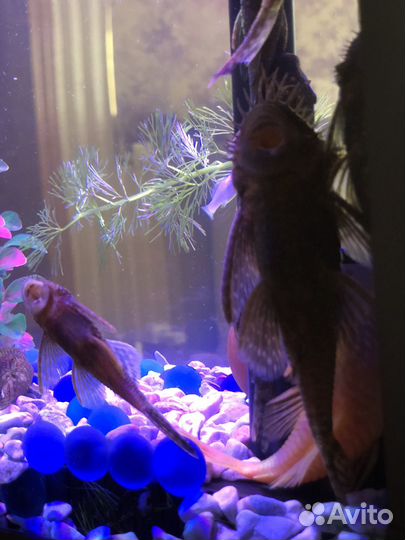 Анцитрус сом от 5см до 7см цены в описании