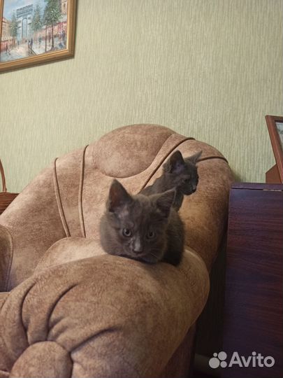 Котята отдам в добрые руки