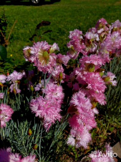 Продам/обменяю Гвоздику перистую махровую