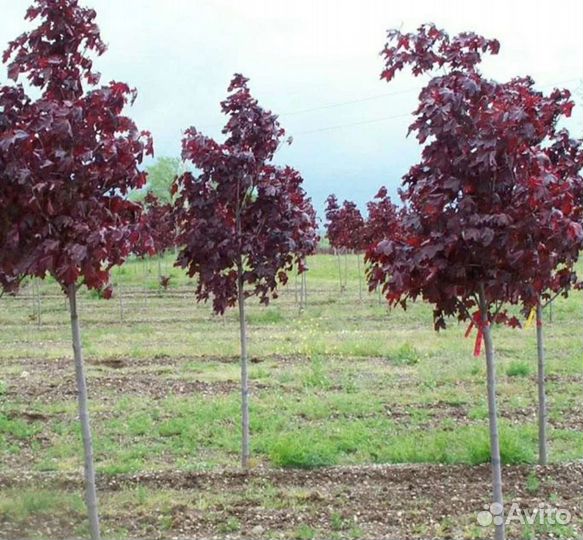 Клен роял ред