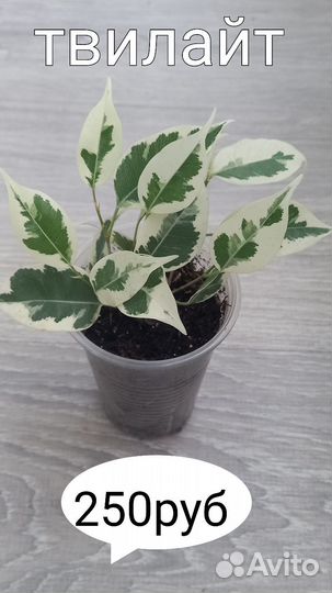 Сортовые фикусы. Кротон Манифест