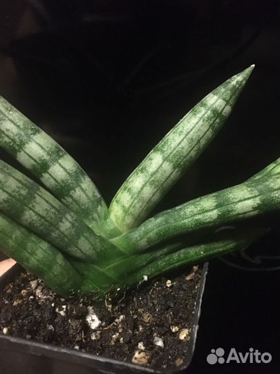 Коллекционные сансевиерии