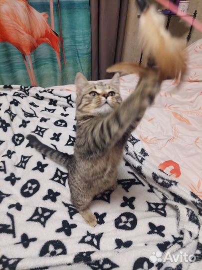 Котёнок- девочка мурлыка