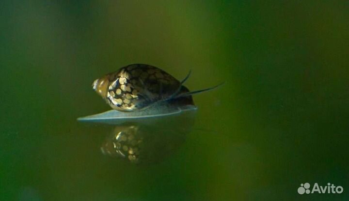 Улитки: Катушки. Физы. Ампулярии