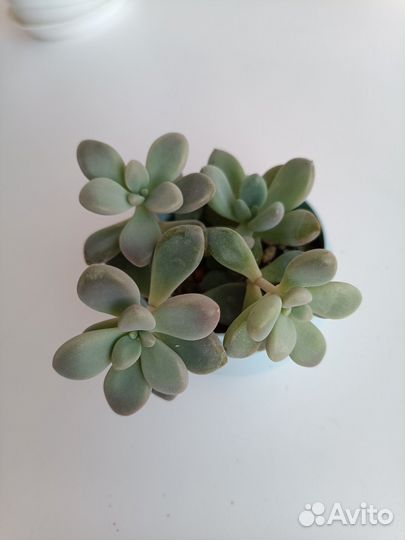 Суккуленты набор