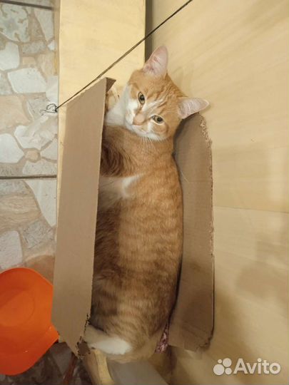 Зооняня для котов