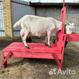 чесальный станок для шерсти купить - Кыргызстан