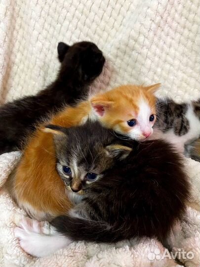 Котята в самые добрые руки