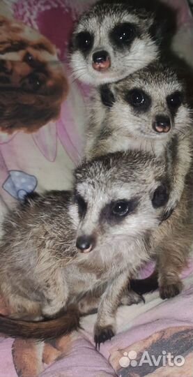 Сурикат малыши 1,5 месяца