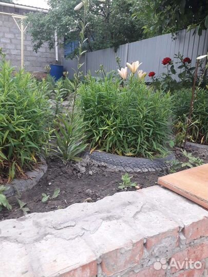 Саженцы астры многолетней (сентябринки)