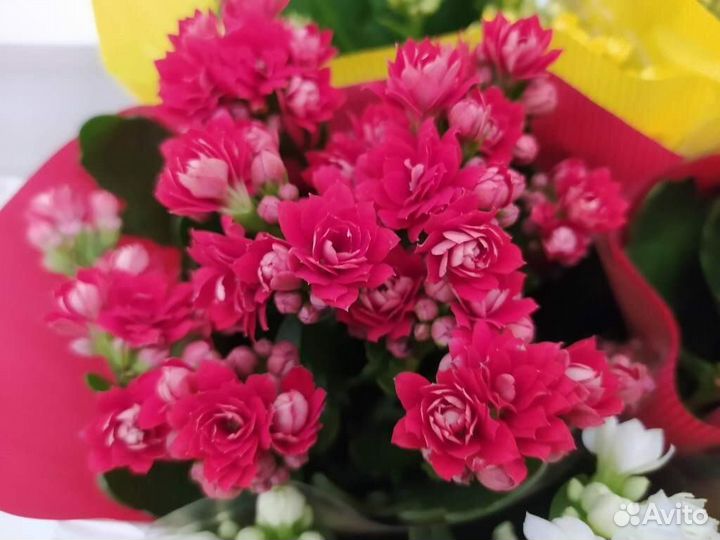 Комнатные цветы каланхоэ