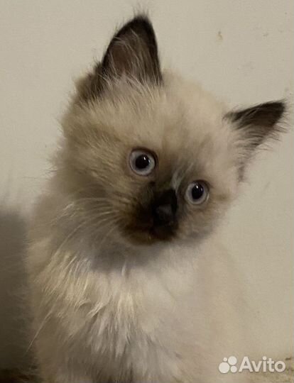 Сиамские котята