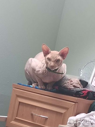 Кошки