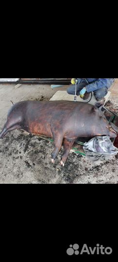 Домашняя свинина