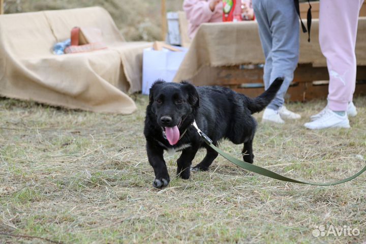 Коротколапая девочка