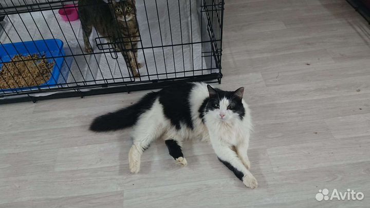 Порода сибирская,котик 2 года