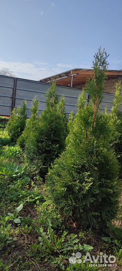 Туя Смарагд