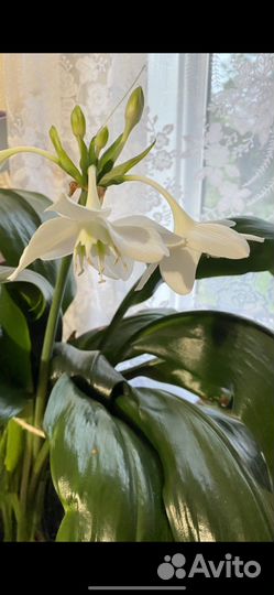 Эухарис амазонская лилия