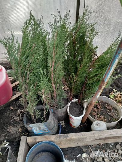 Можжевельник