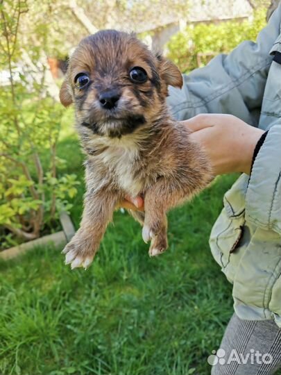 Собака в добрые руки отдам бесплатно