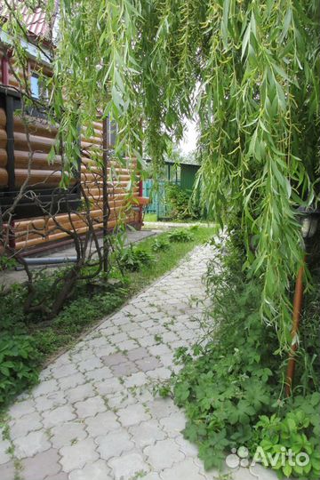 Ива плакучая саженцы