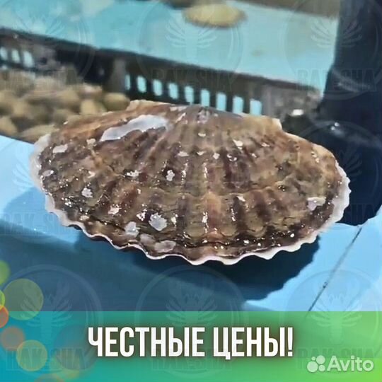 Живые гребешки Дальневосточные Приморские крупные