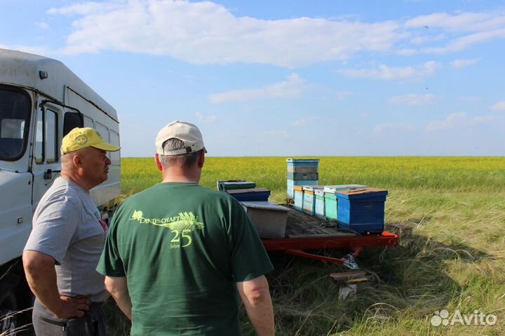 Мёд оптом, своя пасека, от 1 кг - Краснодар