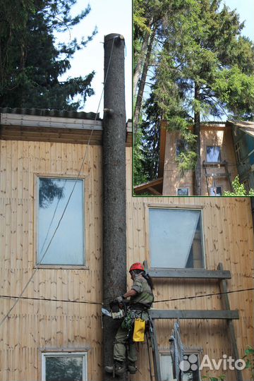 Удаление, спил, валка деревьев; дробление пней