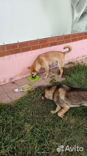 Собака в добрые руки