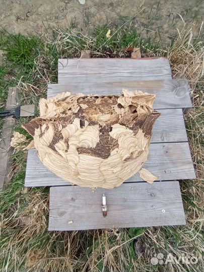 Гнездо шершней