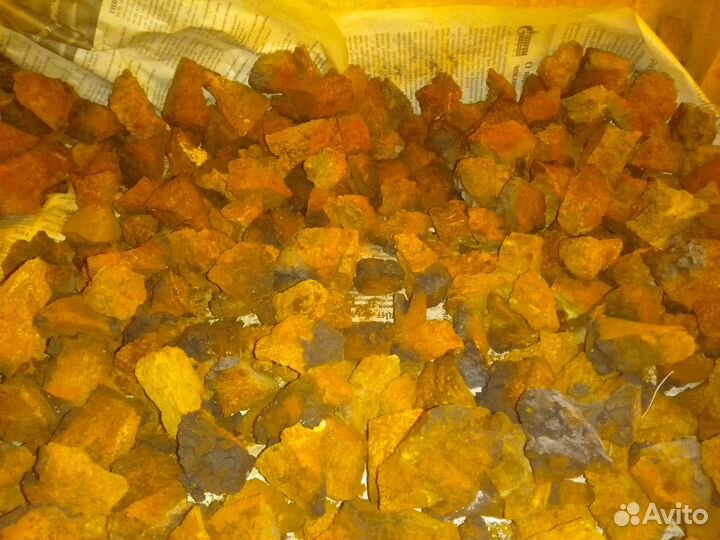 Чага березовая от сборщика