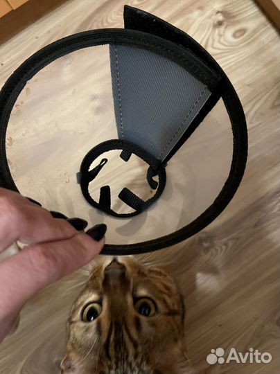 Защитный воротник для кошек