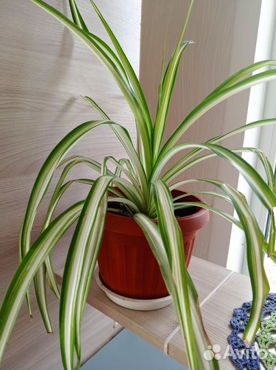 Комнатные цветы